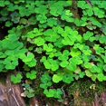 thumbnail image 1 of HJADGG Trèfle Trifolium Dubium Héritage Graines Non OGM, 1000 Graines, 1 of 2