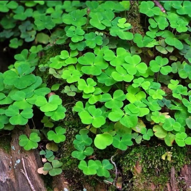 HJADGG Trèfle Trifolium Dubium Héritage Graines Non OGM, 1000 Graines