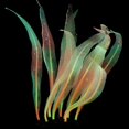 thumbnail image 1 of Aquarium Decorations Artificial Plants for Fish Tank  7 inches Safe for All Fish, 1 of 3