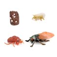 thumbnail image 2 of 1 Ensemble Modèle de Ver de Pique en Plastique Premium Figurines d'Insectes Significatives Modèles Éducatifs Précoces pour Projet Scolaire cicada type1, 2 of 6