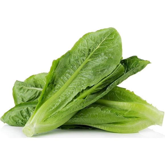GSDWIUEW 1500 Parris Island Cos Romaine Lettuce Seeds Heirloom Crisp Romaine Variety Perfect for Salad Greens, Home Garden, Container Growing