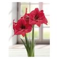 thumbnail image 1 of TASC BULBS AMARYLLIS PLEASURE- 1 BULB, 1 of 1
