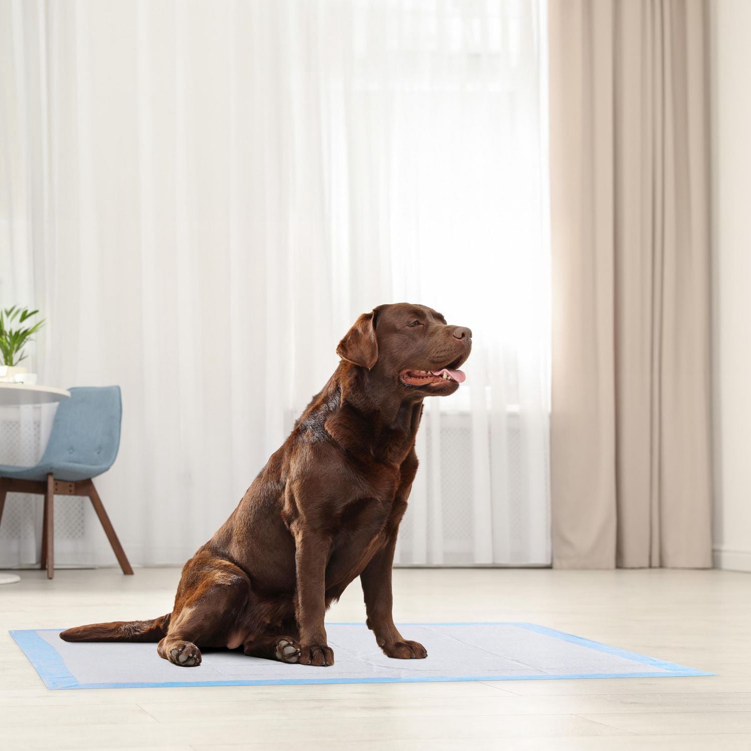 Vibrant Life Tapis Pipi pour Chiens et d'Entraînement Chiots, TTG (76*91cm)