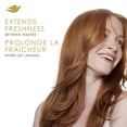 thumbnail image 3 of Dove Dry Shampoo Fresh Coconut 100% Natural Cassava Starch, 142 g, 3 of 6