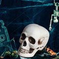 thumbnail image 4 of Yhmxh Halloween Decorations,Party Favors,Halloween Skeletons Plastic Realistic Fake Simulation Human Skull HeadBone Model Halloween Prop Realistic Mini Skeleton Spooky Halloween Decoration, 4 of 5