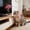 Pink, variant on Interactive Cat Play Wand with Adjustable Collar Attachment for Indoor Exercise and Entertainment