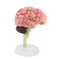 thumbnail image 2 of Noref 1pc Disassembled Anatomical Human Brain Model Medical Teaching Tool Toy, Medical Model, Anatomical Model, 2 of 9