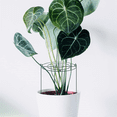 thumbnail image 3 of 3 Sets Peony Support Cage, Grow Through Hoops Grids with 4pcs Legs,Plant Support Brace,Flower Strong Support Ring, 3 of 5