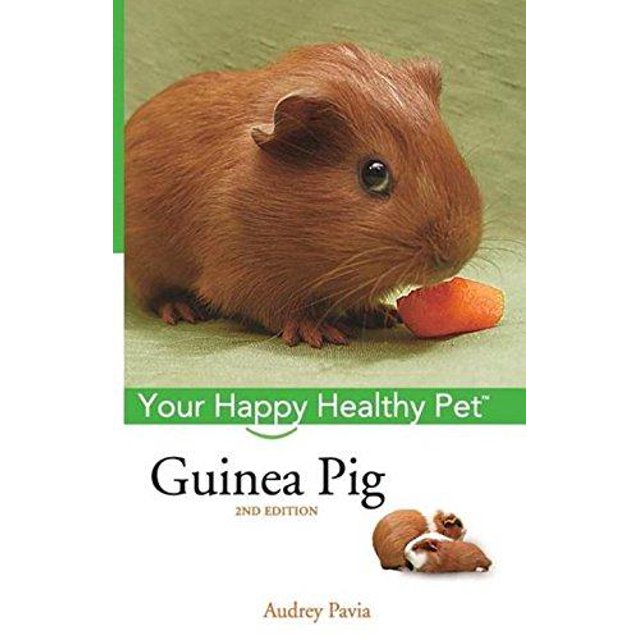 Cochon de Guinée: Votre Animal de Compagnie Heureux et en Bonne Santé