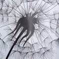 thumbnail image 2 of MAINSTAYS Rideau de douche Dandelion ECO, 2 of 2