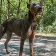 thumbnail image 3 of Country Brook Petz - Brown Martingale Heavy Duty Nylon Dog Collar - 21 Vibrant Color Options (1 Inch Wide. Extra Large), 3 of 8