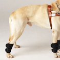 thumbnail image 4 of 2Pcs Adjustable Dog Cat Leg Brace, Elastic Warm Knee Pads for Surgery Wound  Support and Stability for Injury Recovery Prevent Licking, 4 of 8