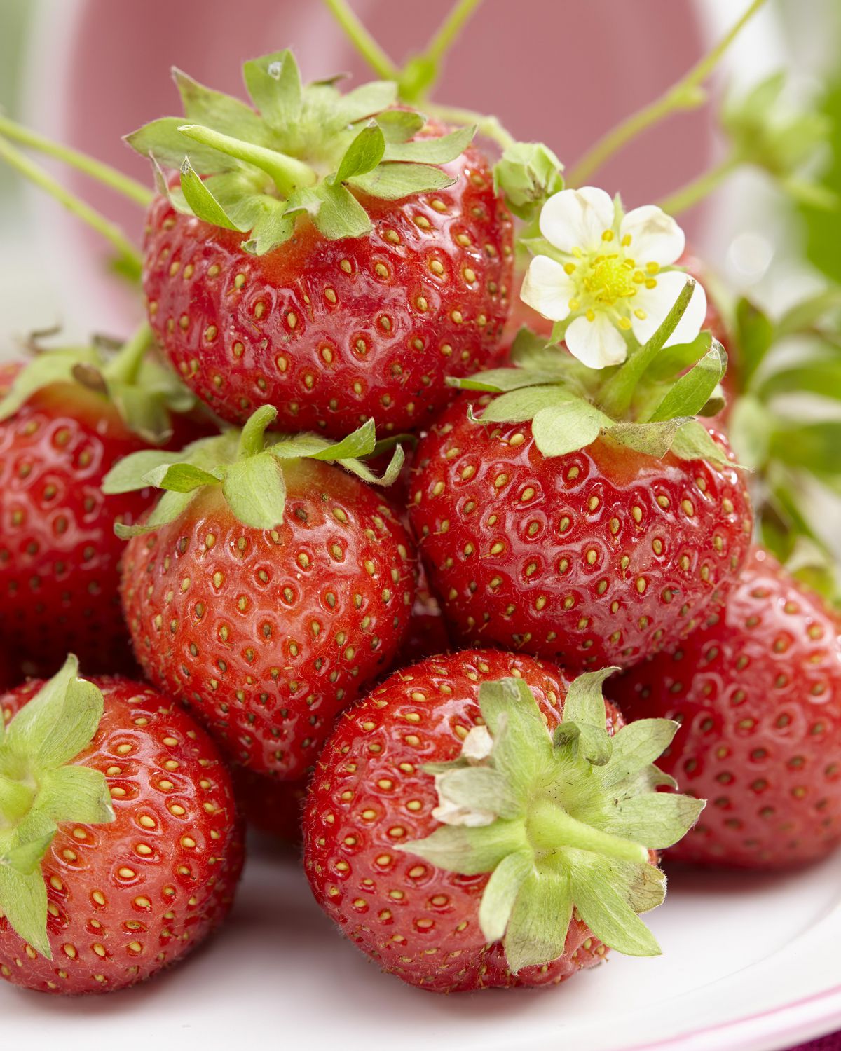 Tasc Strawberry Bulbs – Seascape Strawberry Fruit Plant Bulb