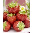 thumbnail image 1 of Tasc Strawberry Bulbs – Seascape Strawberry Fruit Plant Bulb, 1 of 2