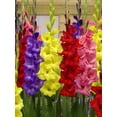 thumbnail image 2 of TASC Flower Bulbs- Gladiolus Large Flowering Bright Assorted  Annual, 2 of 2