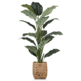 thumbnail image 1 of Bouclair Grand Ficus Naturel en Pot de Rotin, 1 of 9