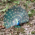 thumbnail image 3 of S SERENABLE Emulational Bird Peacock Model Toy Model Environmentally Friendly Decoration, 3 of 7