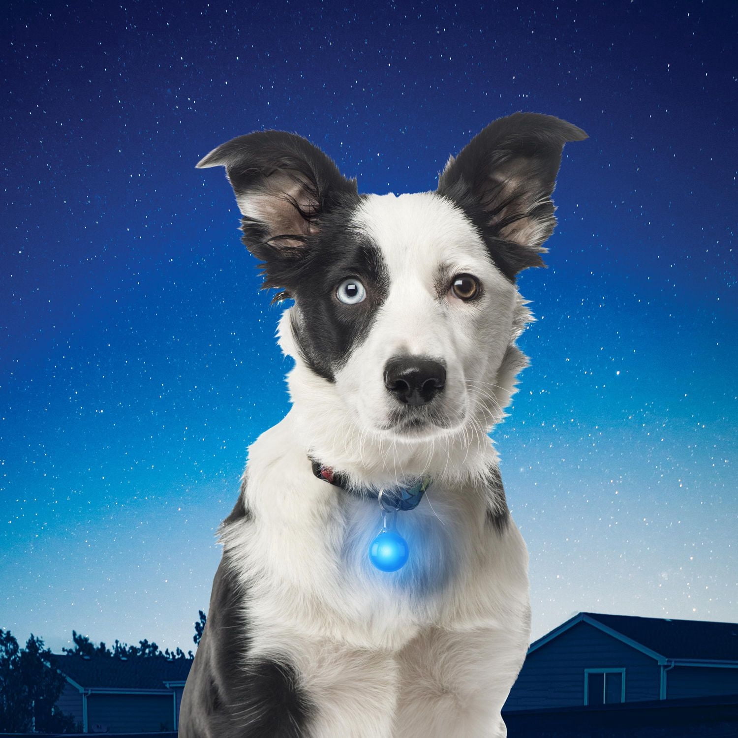 SpotLit™ Collar Light - Blue