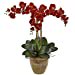 thumbnail image 3 of Nearly Natural 1 Triple Stem Phalaenopsis Silk Arrangement, Autumn, 3 of 3