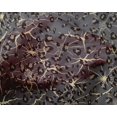 thumbnail image 4 of oneOone Silk Tabby Fabric Leopard Animal Skin Printed Craft Fabric BTY 42 Inch Wide, 4 of 4