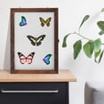 thumbnail image 4 of Phenofice Entomology Display Box Insect Specimen Photo Frame Display Glass 1Pcs, 4 of 5