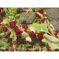thumbnail image 4 of 100 STRAWBERRY STICKS / SPINACH Chenopodium Foliosum Fruit Berry Seeds, 4 of 5