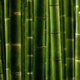 thumbnail image 5 of GSDWIUEW 300+ Giant Green Bamboo Seeds for Planting-Fast Growing Privacy Screen,Winter Hardy & Eco-Friendly, 5 of 5