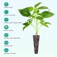 thumbnail image 4 of 50 Grow Sponges for Hydroponic Garden Rooting Easy to Transplant Gift Option, 4 of 6