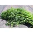 thumbnail image 1 of GSDWIUEW SOYA Dill Seeds for Planting, 200 Count, Heirloom,, 1 of 6