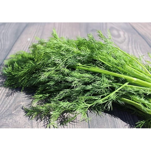 GSDWIUEW SOYA Dill Seeds for Planting, 200 Count, Heirloom,