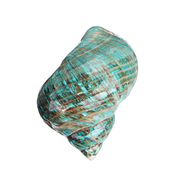 HLONK 9~12cm Blue Natural Conch Shell Polishing Furnishing Marine Sea Decor Aquarium Decor Natural Shell Travel Souvenir Gift