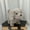 Jouet Interactif pour Chien en Peluche Moins de 5 $ a3, variante sur Cagogo Jouet Chien Électrique, Labrador Chiot Interactif Qui Marche et Aboie, Jouet en Peluche pour Enfants, Chien en Peluche Réaliste avec Queue Remuante pour Enfants, Jouet Réaliste pour Cadeau d'Anniversaire Déco Maison Temps de Jeu