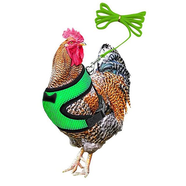 Chicken Leash Pet Chicken Leash Pet Leash