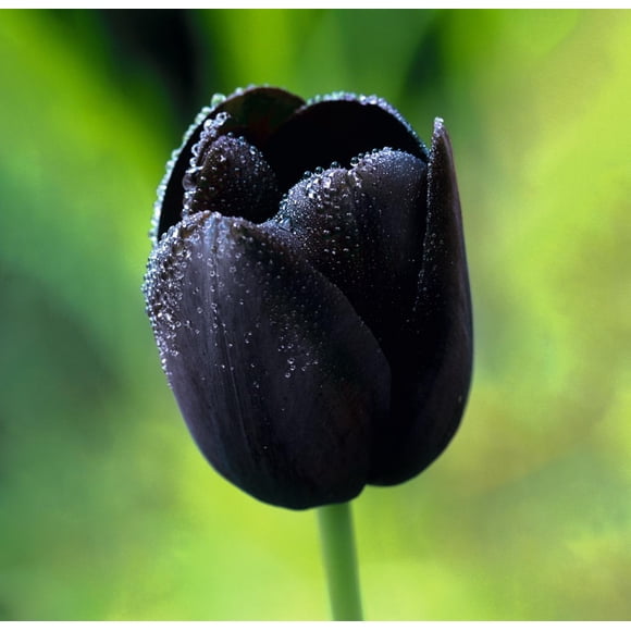 TASC Tulip ‘Queen of Night’ Single Late Perennial Flower Bulb