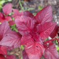 thumbnail image 3 of HJADGG Red Amaranthus Seeds, 200 Count, Easy Grow, High Yield, Non-GMO, 3 of 4