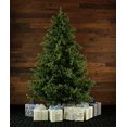 thumbnail image 1 of Fraser Hill Farm 9 Ft. Foxtail Pine Christmas Tree, Green, 1 of 5