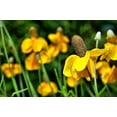 thumbnail image 1 of Nature's Seed Clasping Coneflower Seeds (5 Pack), 1 of 4