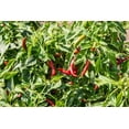 thumbnail image 2 of GSDWIUEW Thai Dragon Chili Pepper Seeds, , Non-Hybrid, 100 Count, 2 of 4