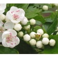 thumbnail image 3 of 20 Graines de Aubépine Anglaise Fruit Comestible Fleur Mayflower Crataegus Laevigata, 3 of 10