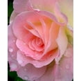 thumbnail image 2 of 5 PINK ROSE Rosa Bush Shrub Perennial Flower Seeds, 2 of 6