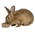 thumbnail image 3 of Kaytee Bol pour Animaux en Grès, 5 Po, 3 of 4