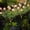 Pink-PK-home supplies, variant on ABPWLY Solar Gardenia Lights Waterproof LED Fake Flowers Suitable for Outdoor Wedding Party and Garden Decoration Outdoor Yard Trod and Terrace Decorative Lighting Clearance Room Essentials Canada Day