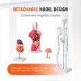 thumbnail image 4 of VEVOR Human Anatomy Models Bundle Set, Brain, Human Torso Body, Heart, Skeleton Model Set of 4, Hands-on 3D Model Study Tools Teaching Models, 4 of 9