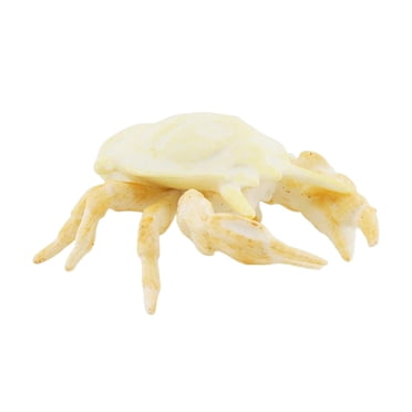 lionlar Jouets de Modèles de Simulation Réalistes, Figurines d'Animaux Marins, Crevette Éducative d'Animaux Marins 44 g