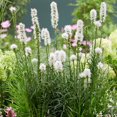thumbnail image 4 of TASC Flower Bulbs Summer Border Collection(78 Bulbs), 4 of 7