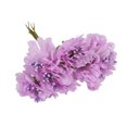 thumbnail image 3 of facefd Plastic Flower Heads Handmade DIY artificial Simulation Bouquet Stamen for Wedding Gift Decoration 6Pcs Type 6, 3 of 5