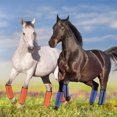thumbnail image 4 of kurtrusly Housses de Pattes de Cheval Anti-Mouches Cheval Confortables et Sécuritaires Insectes Ces Housses de Pattes de Cheval Sont Compactes Bleu Ciel, 4 of 6