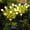 White-WH-home supplies, variant on ABPWLY Solar Gardenia Lights Waterproof LED Fake Flowers Suitable for Outdoor Wedding Party and Garden Decoration Outdoor Yard Trod and Terrace Decorative Lighting Clearance Room Essentials Canada Day
