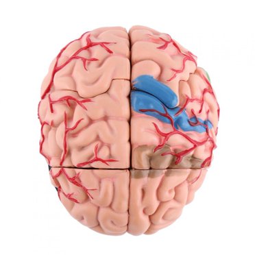 Sonew Human Brain,1pc Disassembled Anatomical Human Brain Model Medical Teaching Tool Toy, Anatomical Model