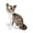 gray 20cm, variant on Lipstore Cat Toy Kids Room Decor Snuggling Cat Doll for Adults Boys Girls gray 25cm